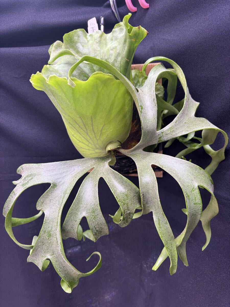 P.coronarium dwarf sporeling Nook コロナリウム ドワーフ 板付け