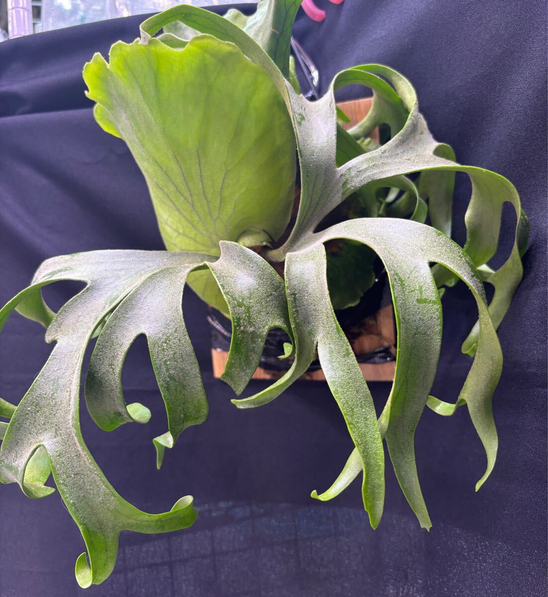 オリジナル coronarium thin dwarf コロナ シン ドワーフ P.coronarium dwarf sporeling Nook コロナリウム ドワーフ 板付け