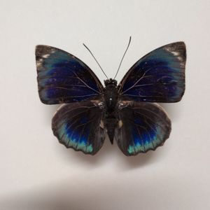LAST】アグリアスクラウディナサルダナパルス♂ ミイロタテハ 蝶標本