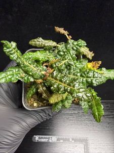 Boswelliaの値段と価格推移は？｜208件の売買データからBoswelliaの