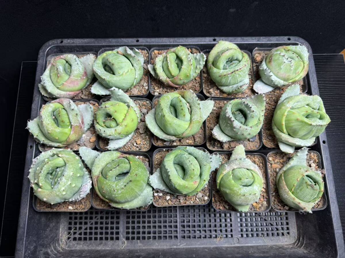 G-4多肉植物 アロエ 金元宝 キムウォンボ 15株同梱(アロエ)｜売買され