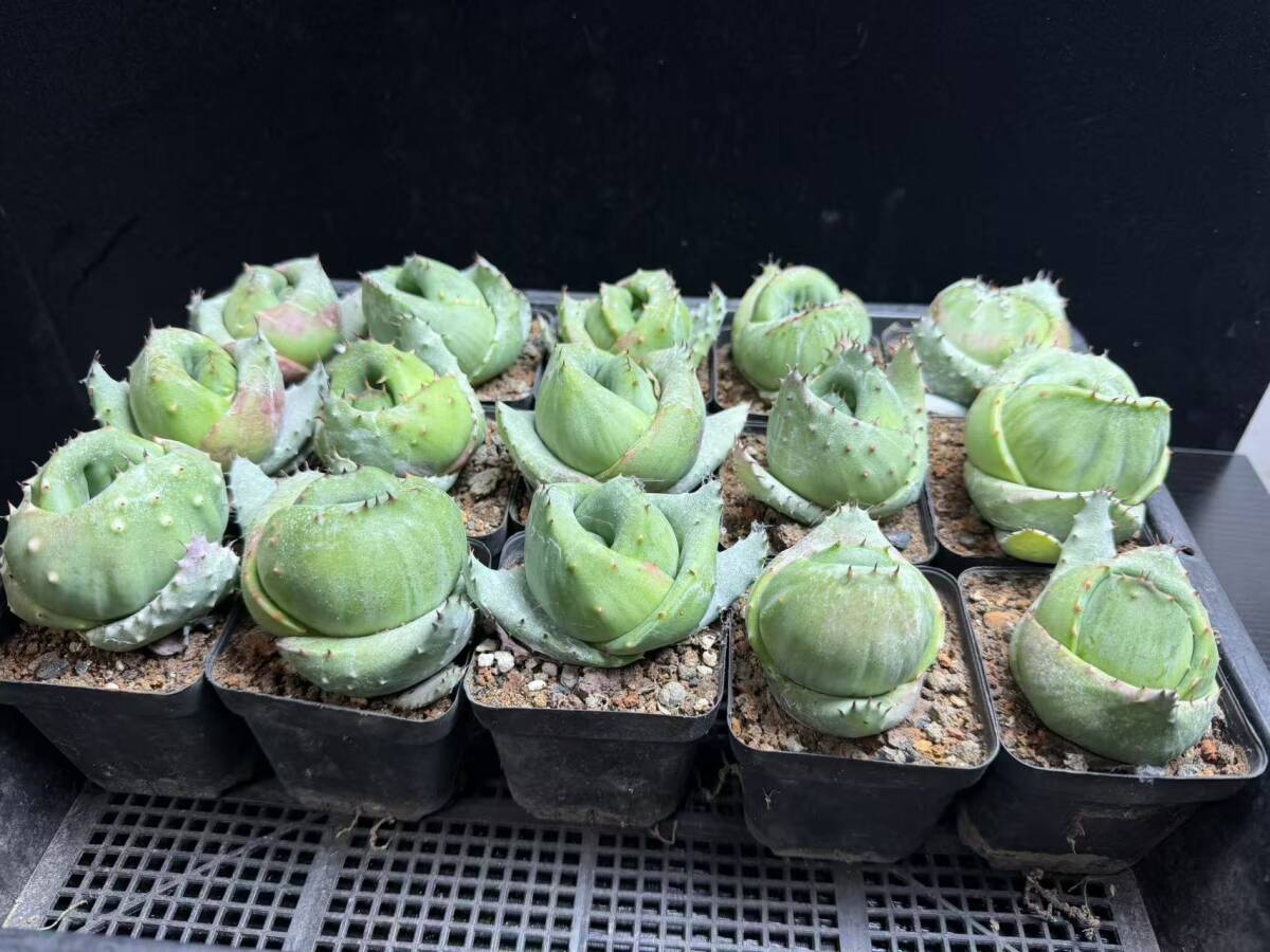 G-4多肉植物 アロエ 金元宝 キムウォンボ 15株同梱(アロエ)｜売買され