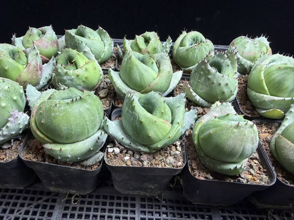G-4多肉植物 アロエ 金元宝 キムウォンボ 15株同梱(アロエ)｜売買され