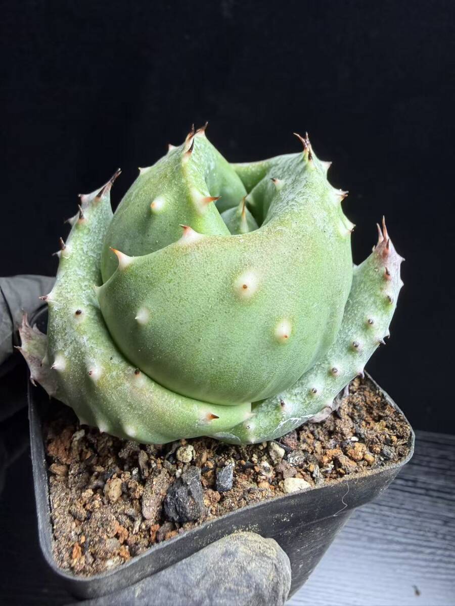 G-4多肉植物 アロエ 金元宝 キムウォンボ 15株同梱(アロエ)｜売買され