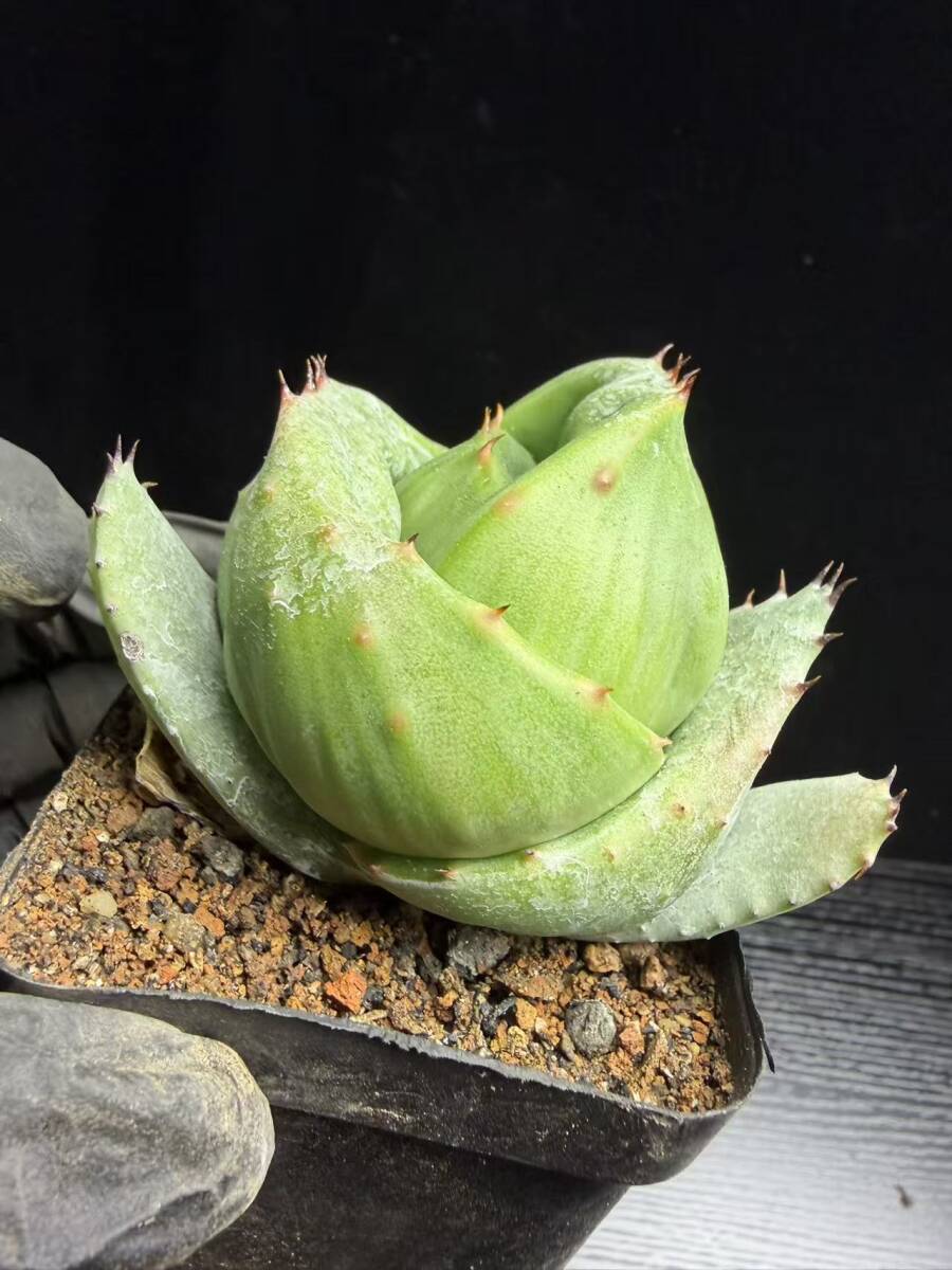 G-4多肉植物 アロエ 金元宝 キムウォンボ 15株同梱(アロエ)｜売買され