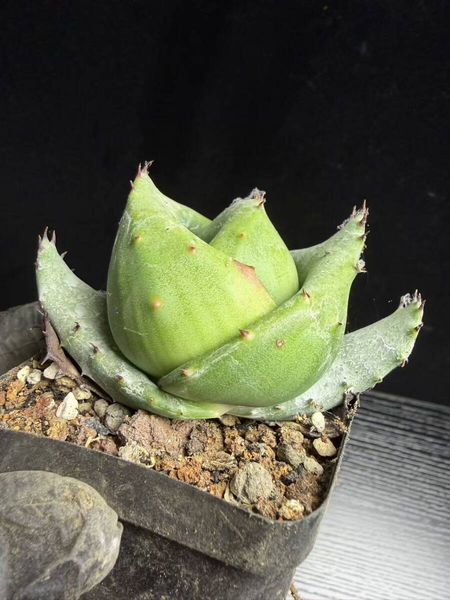 G-4多肉植物 アロエ 金元宝 キムウォンボ 15株同梱(アロエ)｜売買され