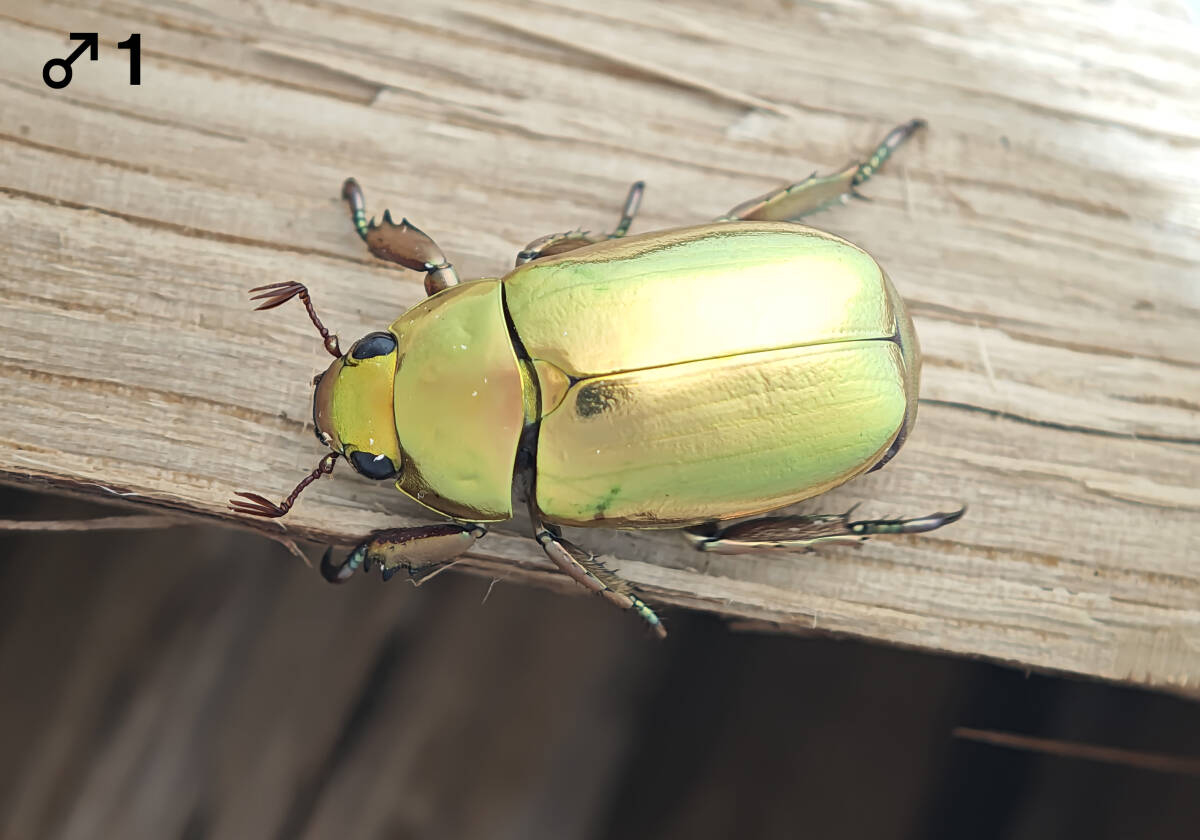 プラチナコガネ Chrysina resplendens ♂♂♀(虫類)｜売買された