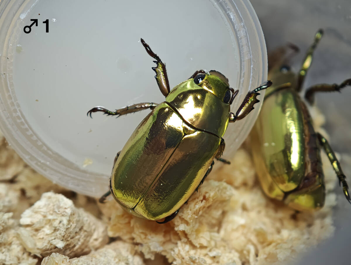 プラチナコガネ Chrysina resplendens ♂♂♀(虫類)｜売買された