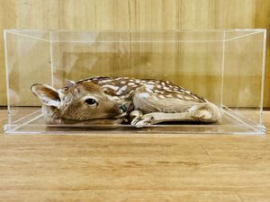 剥製 ケースのYahoo!オークション(旧ヤフオク!)の相場・価格を見る