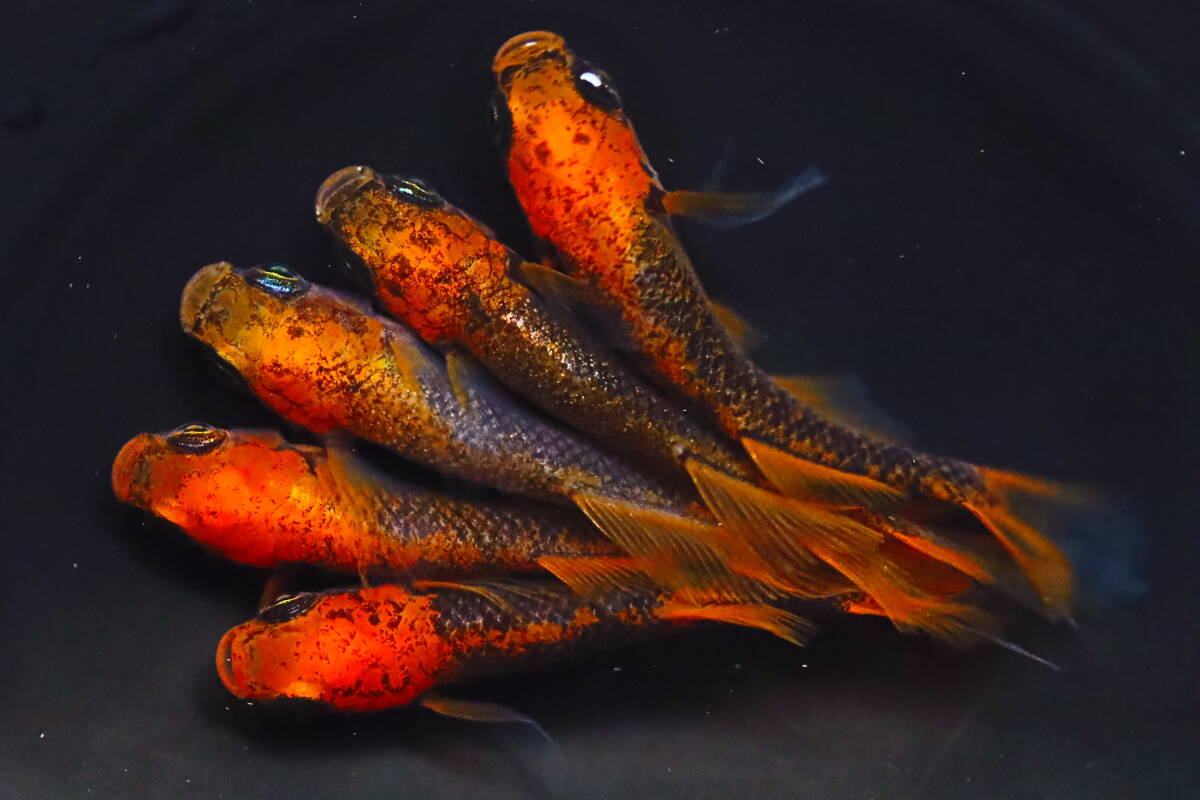 メダカ 竜章鳳姿の値段と価格推移は？｜303件の売買データからメダカ