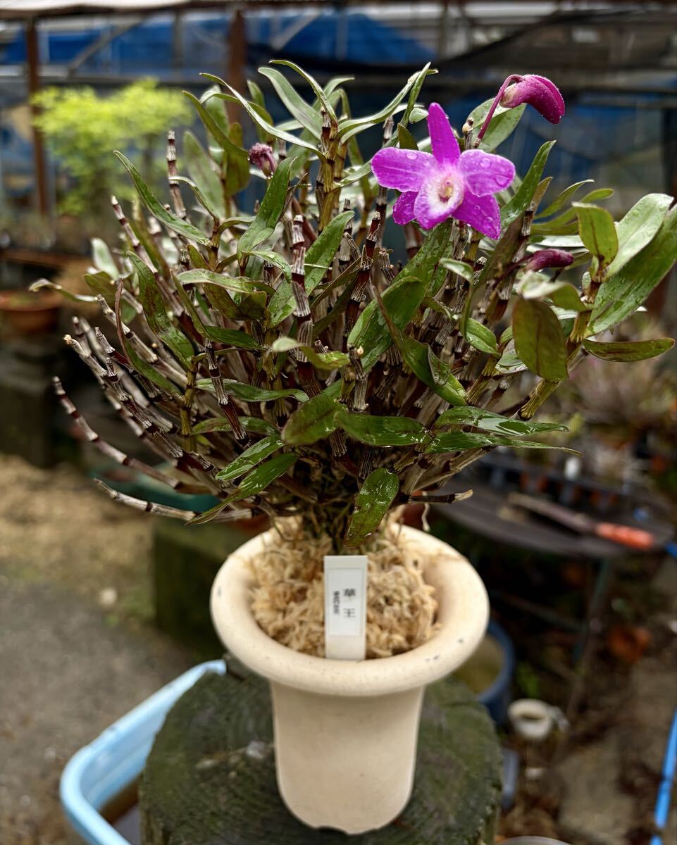 セッコク ☆華王☆ 富貴蘭(ラン)｜売買されたオークション情報、Yahoo