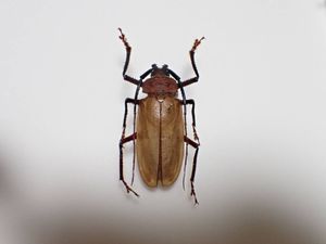 ウスバカミキリの値段と価格推移は？｜76件の売買データからウスバ