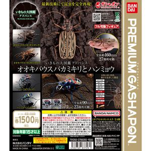 ウスバカミキリの値段と価格推移は？｜60件の売買データからウスバ