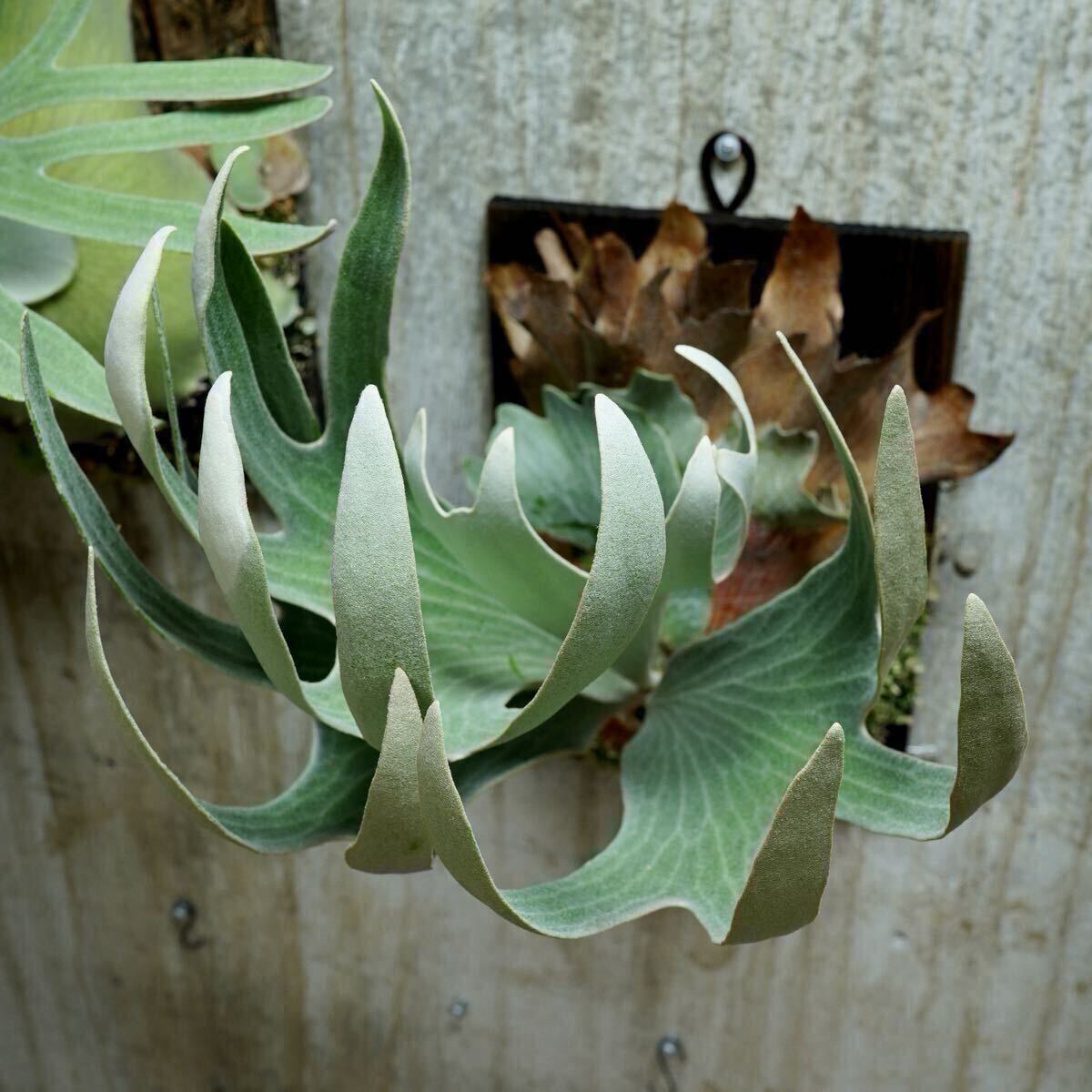 P. FSQ (vp#2 'De La Rocha') PUP【kumaplants】子株付き デラロッチャ