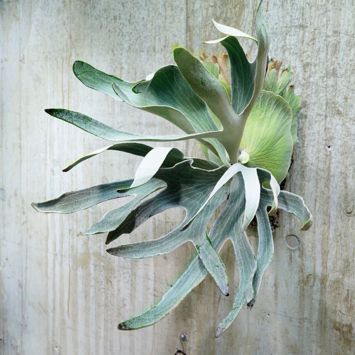 P. FSQ (vp#2 'De La Rocha') PUP【kumaplants】子株付き デラロッチャ