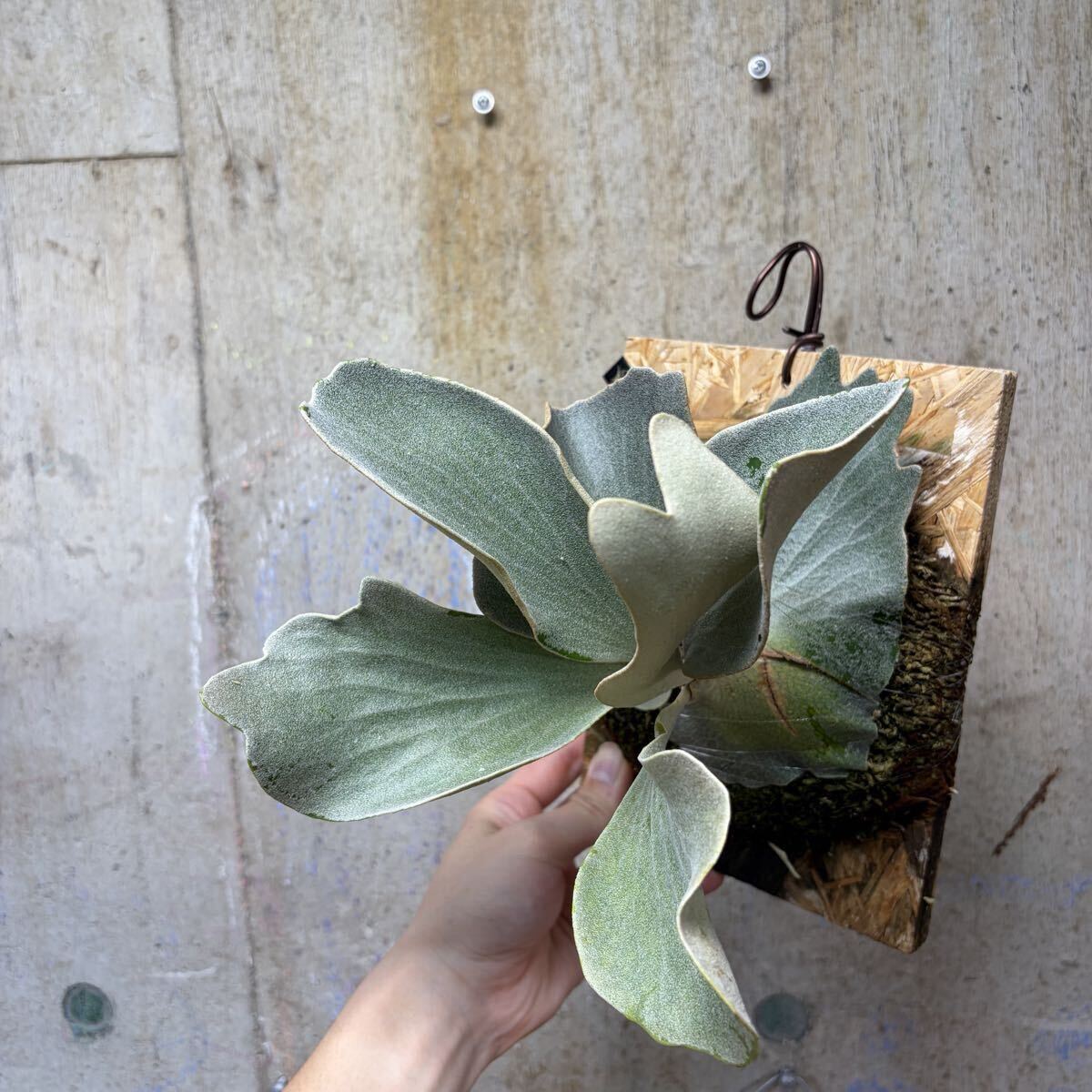 P. FSQ (vp#2 'De La Rocha') PUP【kumaplants】子株付き デラロッチャ