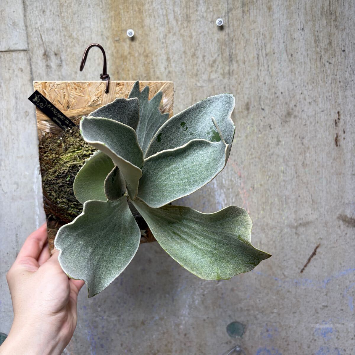 P. FSQ (vp#2 'De La Rocha') PUP【kumaplants】子株付き デラロッチャ