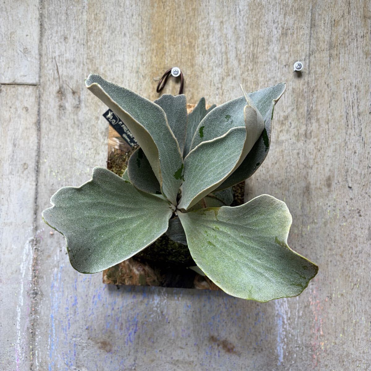 P. FSQ (vp#2 'De La Rocha') PUP【kumaplants】子株付き デラロッチャ