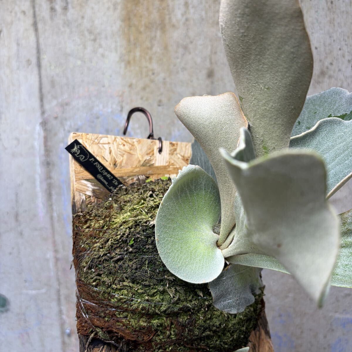 P. FSQ (vp#2 'De La Rocha') PUP【kumaplants】子株付き デラロッチャ