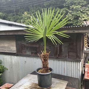 シュロの木の値段と価格推移は？｜1件の売買データからシュロの木の