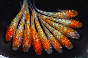 丸長 MG・Q50【 ネプチューンダルマ 若魚 】6匹！ メス 3匹、オス 3匹