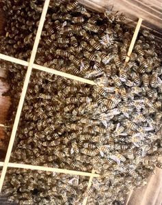 分蜂群の値段と価格推移は？｜26件の売買データから分蜂群の価値が