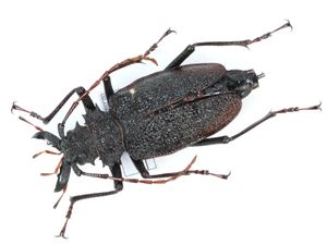 ノコギリカミキリの値段と価格推移は？｜8件の売買データからノコギリ