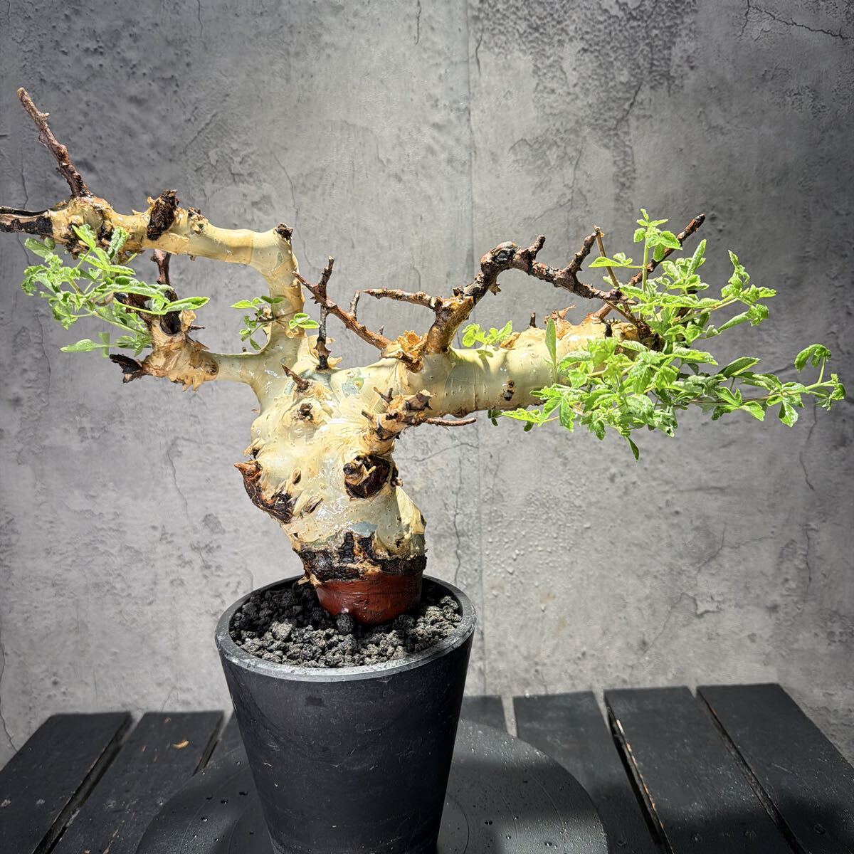 H286 希少種 塊根植物 コミフォラ 実生株 極美 コミフォラ カタフ