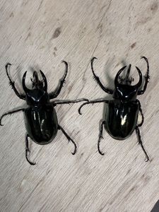 コーカサスオオカブト ♂の値段と価格推移は？｜476件の売買データから