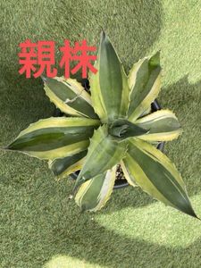 オバティフォリアオルカの値段と価格推移は？｜87件の売買データから