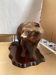 タヌキ 剥製の値段と価格推移は？｜3件の売買データからタヌキ 剥製の