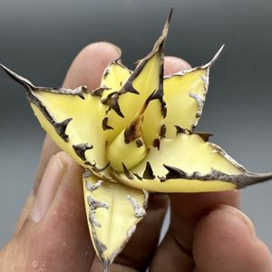 レッドキャットウィーズルの値段と価格推移は？｜341件の売買データ