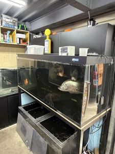 大型水槽の値段と価格推移は？｜68件の売買データから大型水槽の価値が