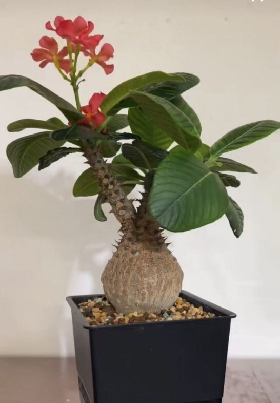 Pachypodium windsoriiの値段と価格推移は？｜414件の売買データから