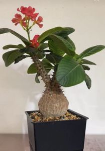 Pachypodium windsoriiの値段と価格推移は？｜431件の売買データから