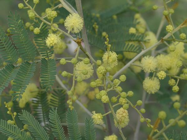 アカシア 四季咲きミモザ デアネイ 苗1本 植木 庭木 売買されたオークション情報 Yahooの商品情報をアーカイブ公開 オークファン Aucfan Com