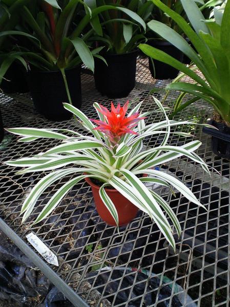 観葉植物 インテリア グズマニア ロイヤルシルバー 赤 4号 アナナス 売買されたオークション情報 Yahooの商品情報をアーカイブ公開 オークファン Aucfan Com