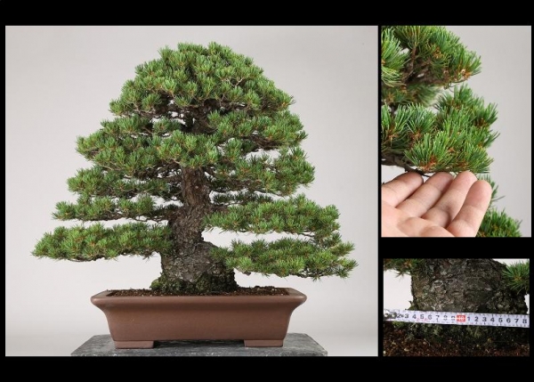 雨竹亭]樹高55cm 五葉松 九重b4117盆栽/花物/実物/松柏/雑木(松)｜売買