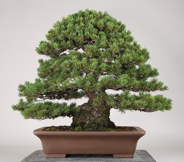 雨竹亭]樹高55cm 五葉松 九重b4117盆栽/花物/実物/松柏/雑木(松)｜売買