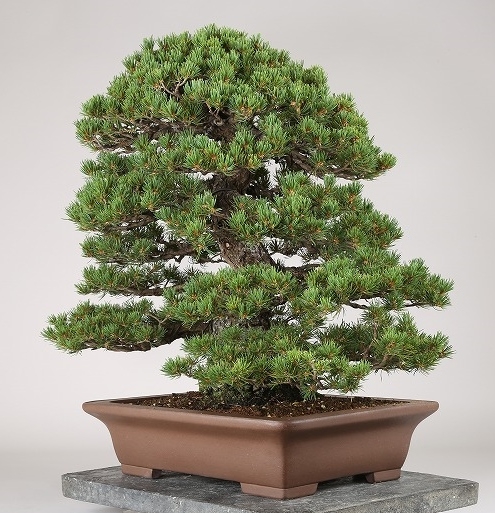 雨竹亭]樹高55cm 五葉松 九重b4117盆栽/花物/実物/松柏/雑木(松)｜売買