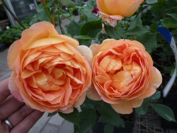 ★バラ苗★半つる・四季★　レディ オブ シャーロット 国大A-31