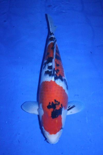 ☆彡【阪井養魚場産】　大正三色　56cm メス 魚酔23.8