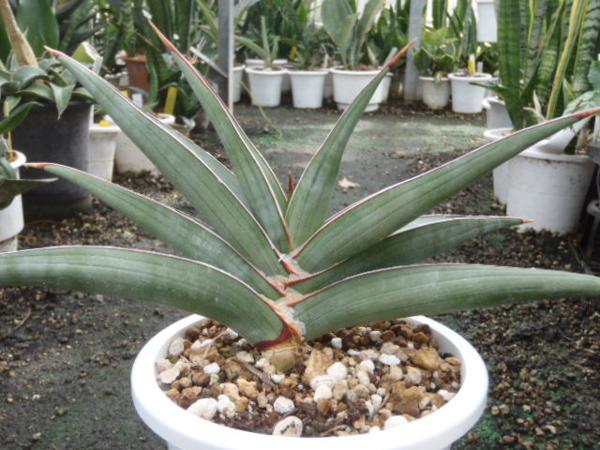 KN サンスベリア ロリダ 'ラブラノス 23395'(観葉植物)｜売買された