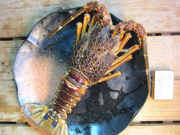 5本 活〆お造り用 伊勢海老 ロブスター 極上品 超低温製造 伊勢エビ 売買されたオークション情報 Yahooの商品情報をアーカイブ公開 オークファン Aucfan Com