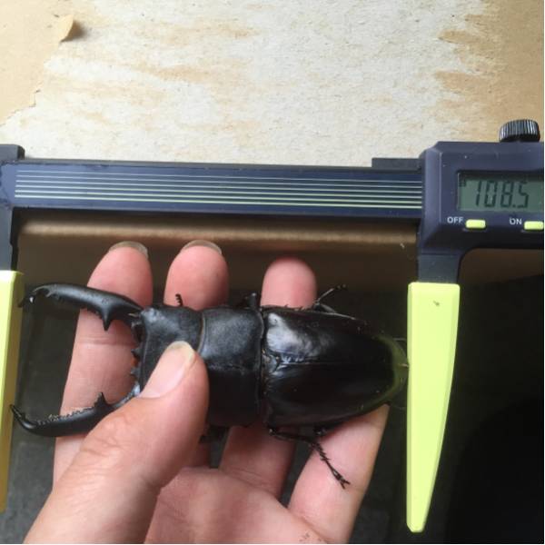 パラワン オオヒラタ ♂108.5mm