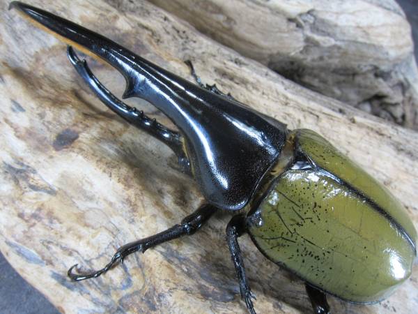 【yukeimama9】１５１×７０ ペア　ヘラクレス　グアドループ