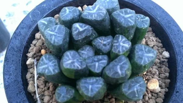 2303　多肉植物・ハオルチア・万象錦　薄緑斑　親は白斑