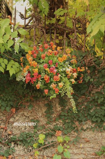 冬至色のヴィオラの壁掛け*マロリー広場のサンセット