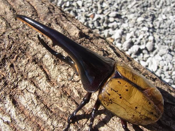 【HirokA】Ｄ・Ｈヘラクレス（ＦＦ×０ＦＡ２）１５６ｍｍＢ品