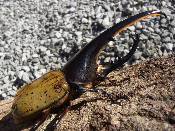 【HirokA】Ｄ・Ｈヘラクレス（ＦＦ×０ＦＡ２）１５６ｍｍＢ品